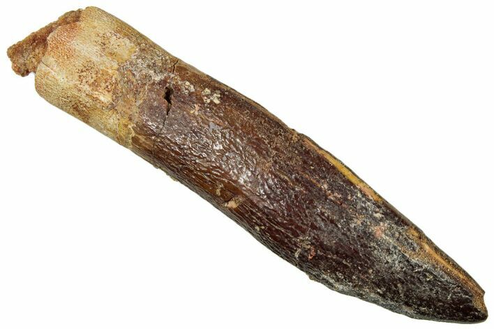 Fossil Sauropod Dinosaur (Titanosaur) Tooth - Morocco #297360